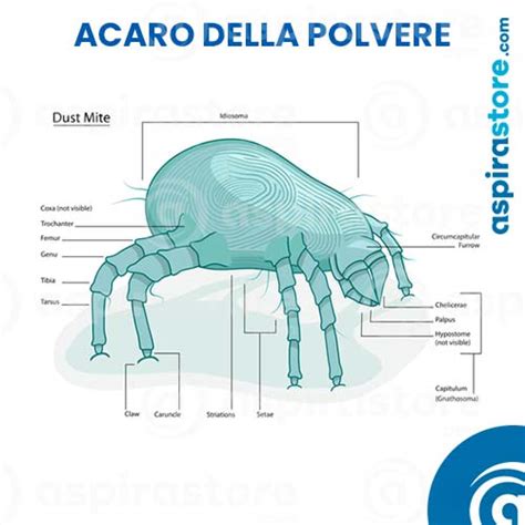 Come Uccidere Gli Acari Eliminare Gli Acari Della Polvere In Casa