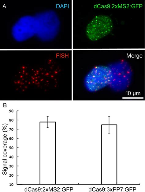 Frontiers Application Of Aptamers Improves Crispr Based Live Imaging