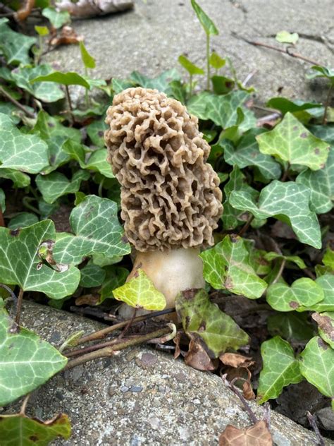 Searching for morel mushrooms in Michigan? DNR can help