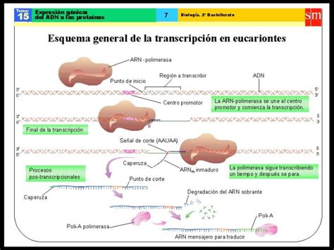 Transcripcion Traduccion