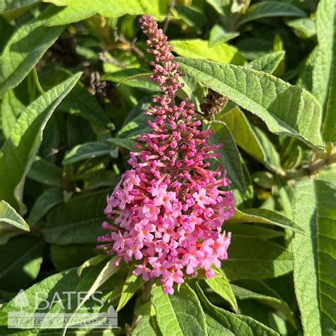 2 Buddleia Dav Butterfly Candy Lil Taffy Pink Butterfly Bush