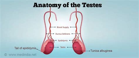 Orchidectomy Orchiectomy Types Indications Risks And Complications