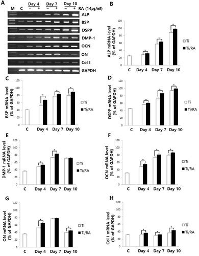 Full Article Effect Of Rosmarinic Acid On Differentiation And