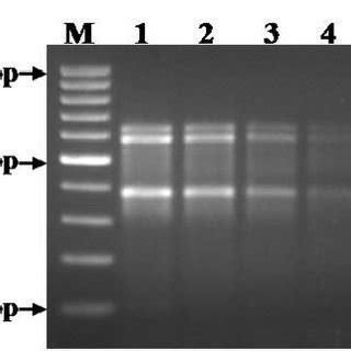 Sensitivity Of Direct Cell Multiplex PCR Assay For The Detection Of V