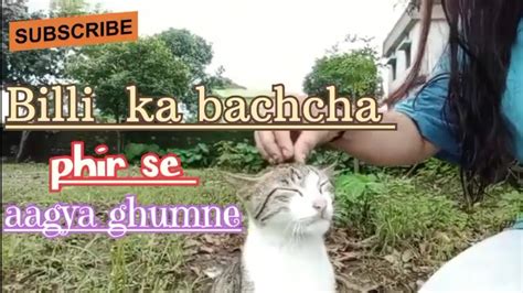 Billi Ka Baccha Agya Sir Khujwane Billi Ke Bacche Ki Daastan