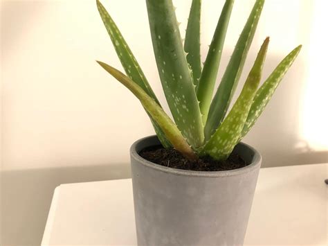 How To Save An Overwatered Aloe Plant Mistakes Youre Making And How To Fix Them — Gardening