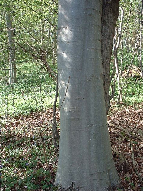 Beech Tree