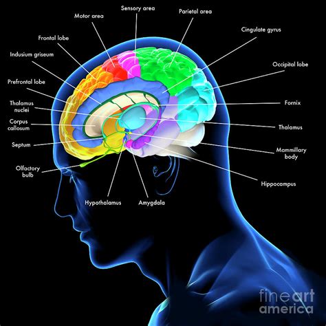 Brain Anatomy By Fernando Da Cunha Science Photo Library