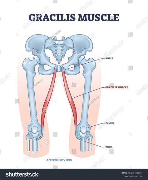 Gracilis Muscle Superficial Muscular System Leg Stock Vector Royalty Free 2156930433