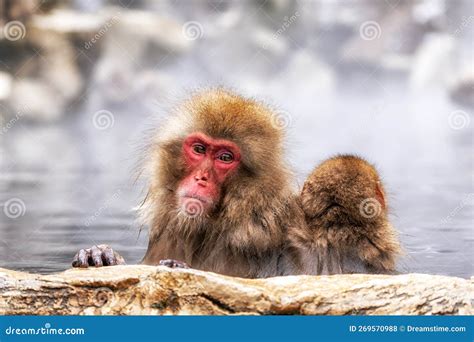 Snow Monkey In Hot Onsen Stock Photo Image Of Asia 269570988