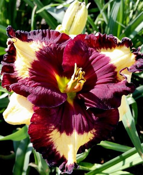 Daylily Hemerocallis Jammin S Misty Midnight In The Daylilies