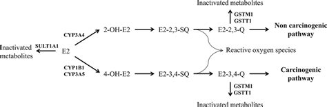 Metabolism Of Estrogen Estradiol E2 Is Converted To Estrone And Download Scientific Diagram