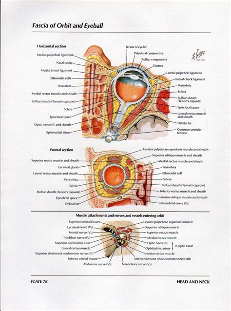 Netter Head And Neck Anatomy Gallery