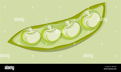 A pod of green peas, vector, color drawing or illustration Stock Vector ...