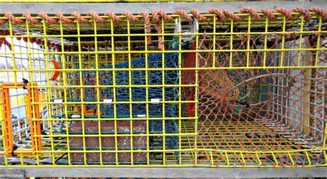 Fill Your Trap With Lobster From Maine All About Lobster Traps