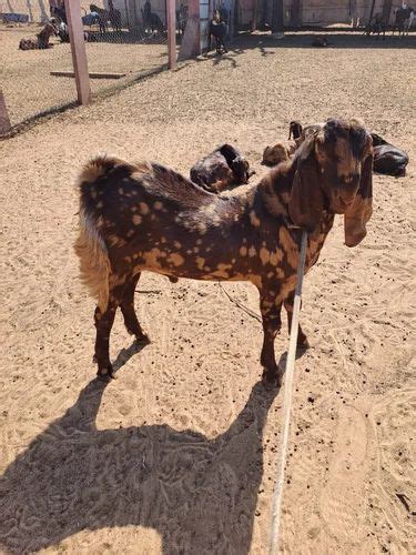 Sirohi Goat Male At Rs 230 Kg Ajmer Nagaur ID 2850017693862