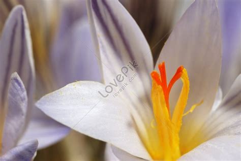 Close Up Photo Of Snowdrop The First Spring Flower Picture And Hd