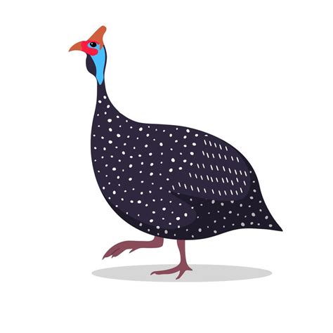 Guinea Fowl Cartoon Flat Illustration Walking 20635048 Vector Art At