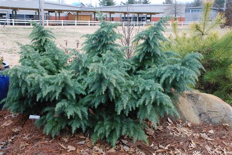 Hardy Dwarf Deodara Cedars | What Grows There :: Hugh Conlon ...