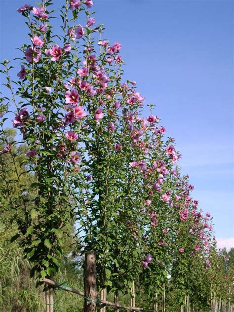 Hibiscus Syriacus Purple Pillar Gandini Santiago Laubgeh Lze