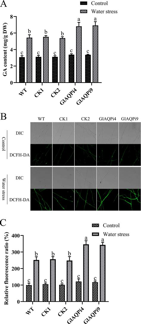 Cross Talk Between Glaqp And Nox Modulates The Effects Of Ros Balance On Ganoderic Acid