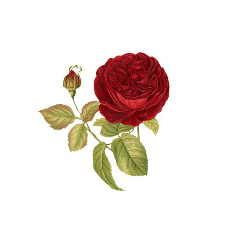 Red Rose Watercolor Flower Bouquet Vintage Antique With Leaf 11767185 PNG