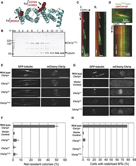 CLASP Promotes Microtubule Rescue By Recruiting Tubulin Dimers To The