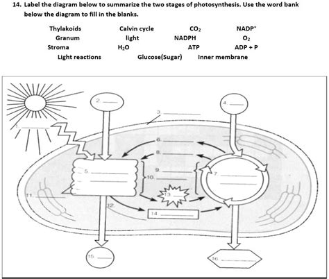 14 Label The Diagram Below To Summarize The Two Stages Of