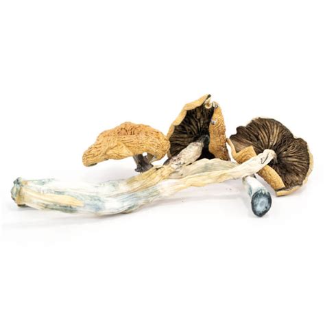 African Transkei Mushrooms Mushroom Genie Buy Mushrooms Online