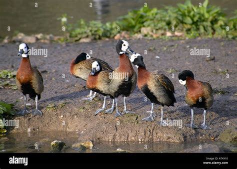 Group Of White Faced Whistling Ducks Dendrocygna Viduata Preening By