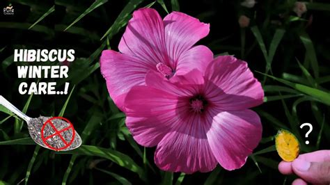 How To Care the Hibiscus Plant In Winter Days? - Pure Greeny