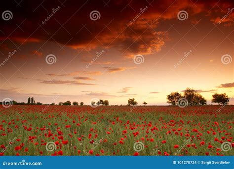 Red Poppy Flowers Field at Sunset Stock Photo - Image of agriculture, blooming: 101270724