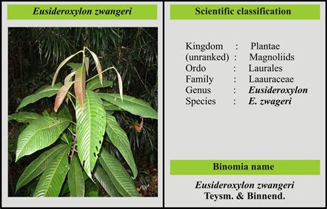 Ulin Atau Bulian Eusideroxylon Zwageri Educationlife