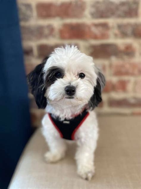 Black And White Maltipoo Dog