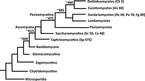 Fungal Sex The Ascomycota Microbiology Spectrum