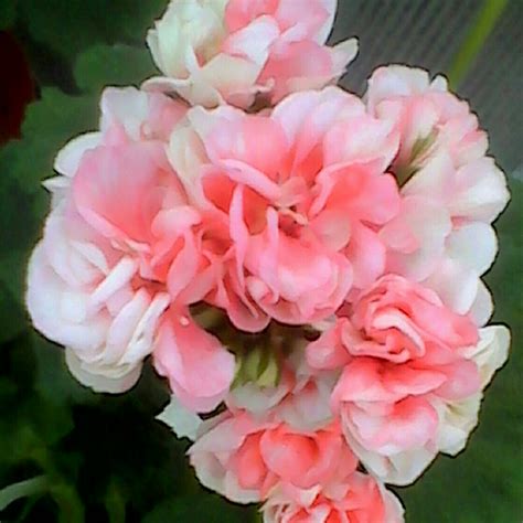 Pelargonium Apple Blossom Rosebud Pelargonium Apple Blossom Rosebud