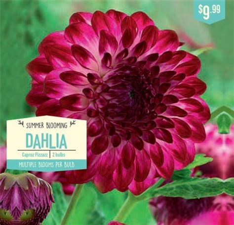 Garden State Bulb Caproz Pizzazz Dahlia Bulbs 2 Pk Smiths Food And Drug