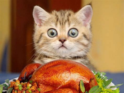 Cute Animal Thanksgiving Wallpapers - Top Free Cute Animal Thanksgiving ...