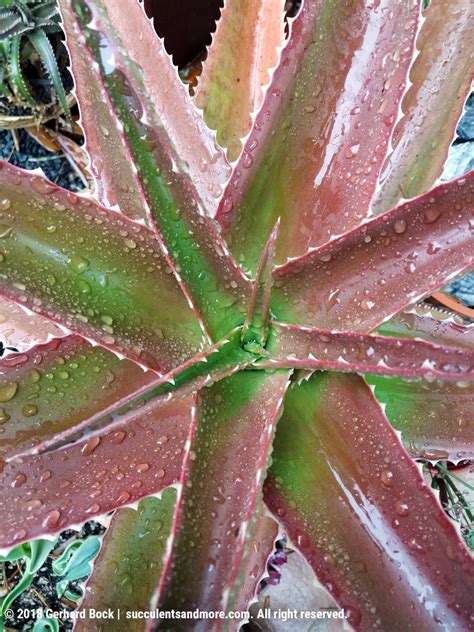 Rain makes succulents shine