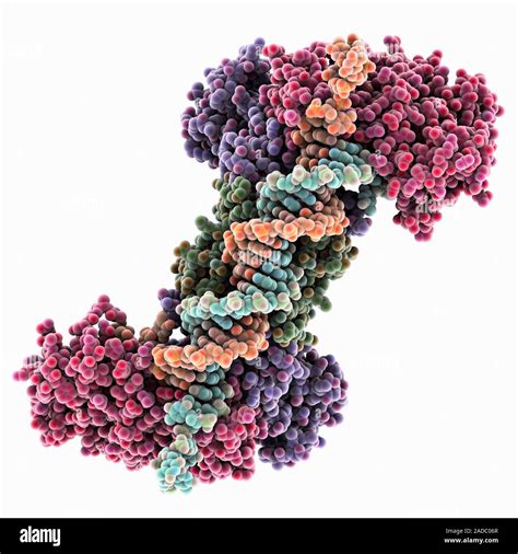 Cas CRISPR1 2 endonucleasa complejado con el ADN ácido