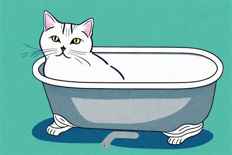 How Often Should You Bathe A Colorpoint Shorthair Cat The Cat Bandit