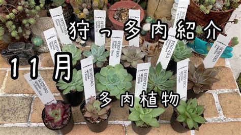 11月の狩っ多肉を紹介します♫多肉植物 Youtube