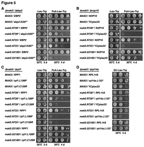 Synthetic Lethal Interactions Between Different Mak Alleles And Ebp