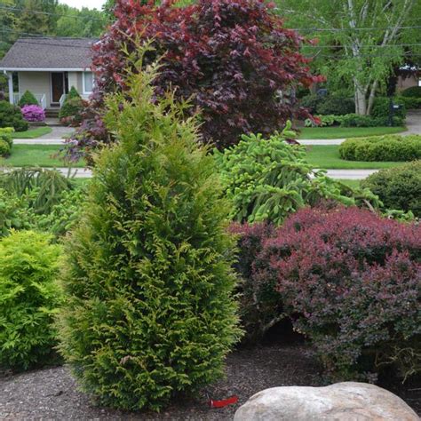 Thuja Junior Giant Arborvitae Garden Center Marketing