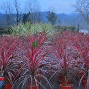 Cordyline Cabbage Palm Cabbage Tree Ti Kouka Torbay Palm Dracaena