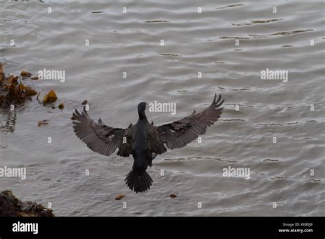 Cormorant fishing in Cornwall Stock Photo - Alamy