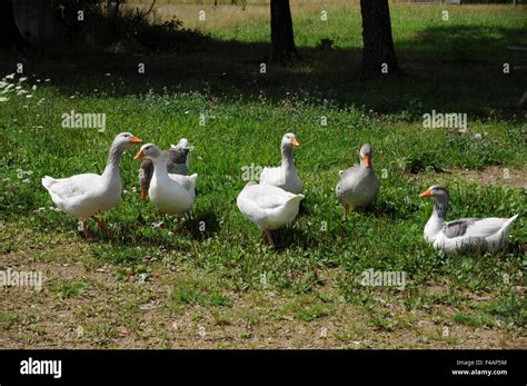 Domestic Geese Hi Res Stock Photography And Images Alamy