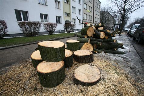 Wycinka Drzew W Odzi I Regionie Ile Drzew Mo E Straci Miasto