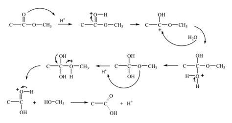 Ester Hydrolysis | Examples, Uses, Facts & Summary