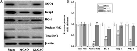 Effects Of GLGZG On The Proteins Expression Of Nrf2 Keap1 HO 1 And